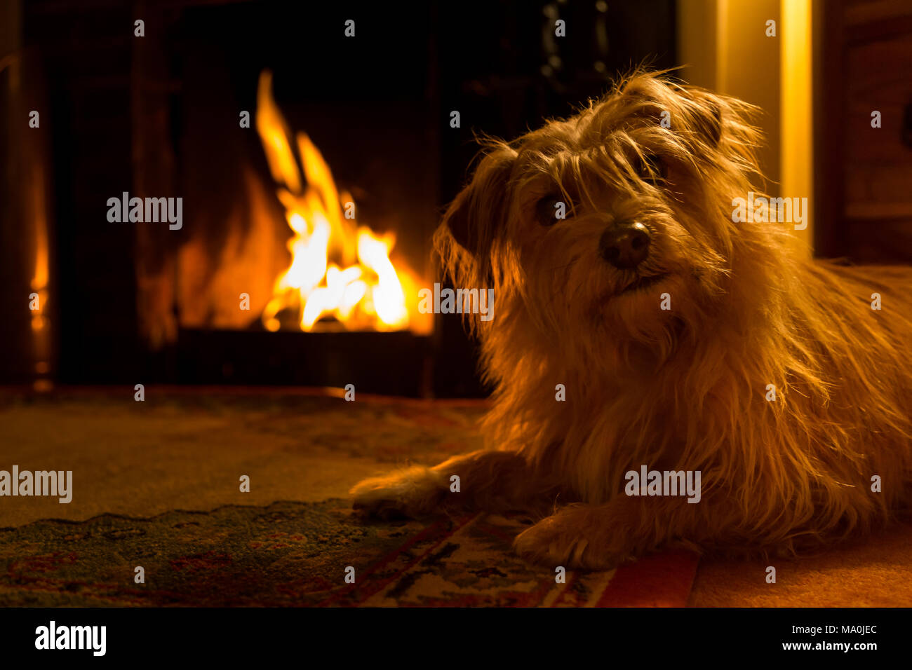 Jack Russell Terrier de Norfolk par un incendie Banque D'Images