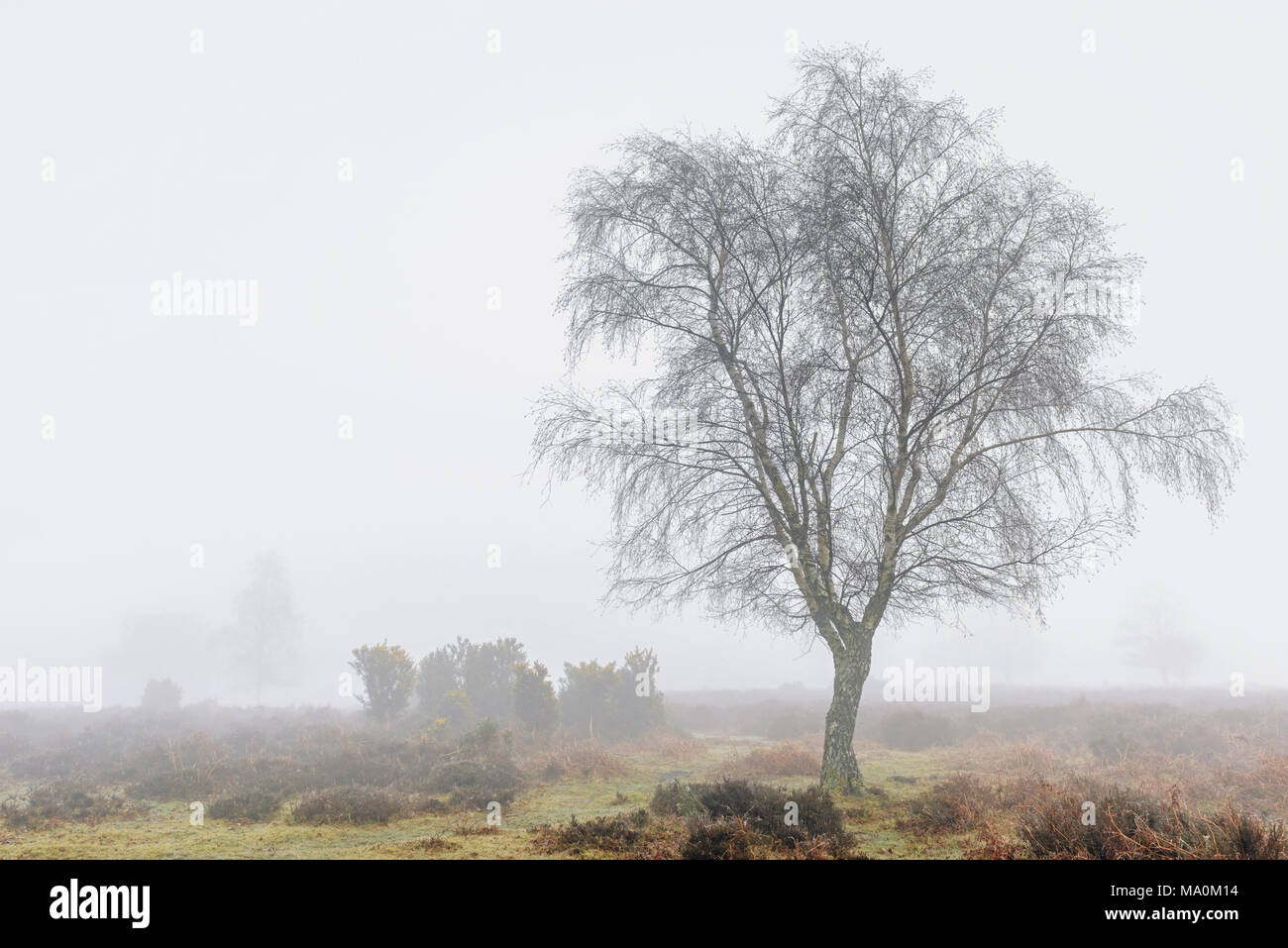 Silver Birch Tree sur un Mogshade Hill dans le New Forest, un épais brouillard a decended sur un matin de printemps la réduction de visibilité à quelques mètres. Banque D'Images