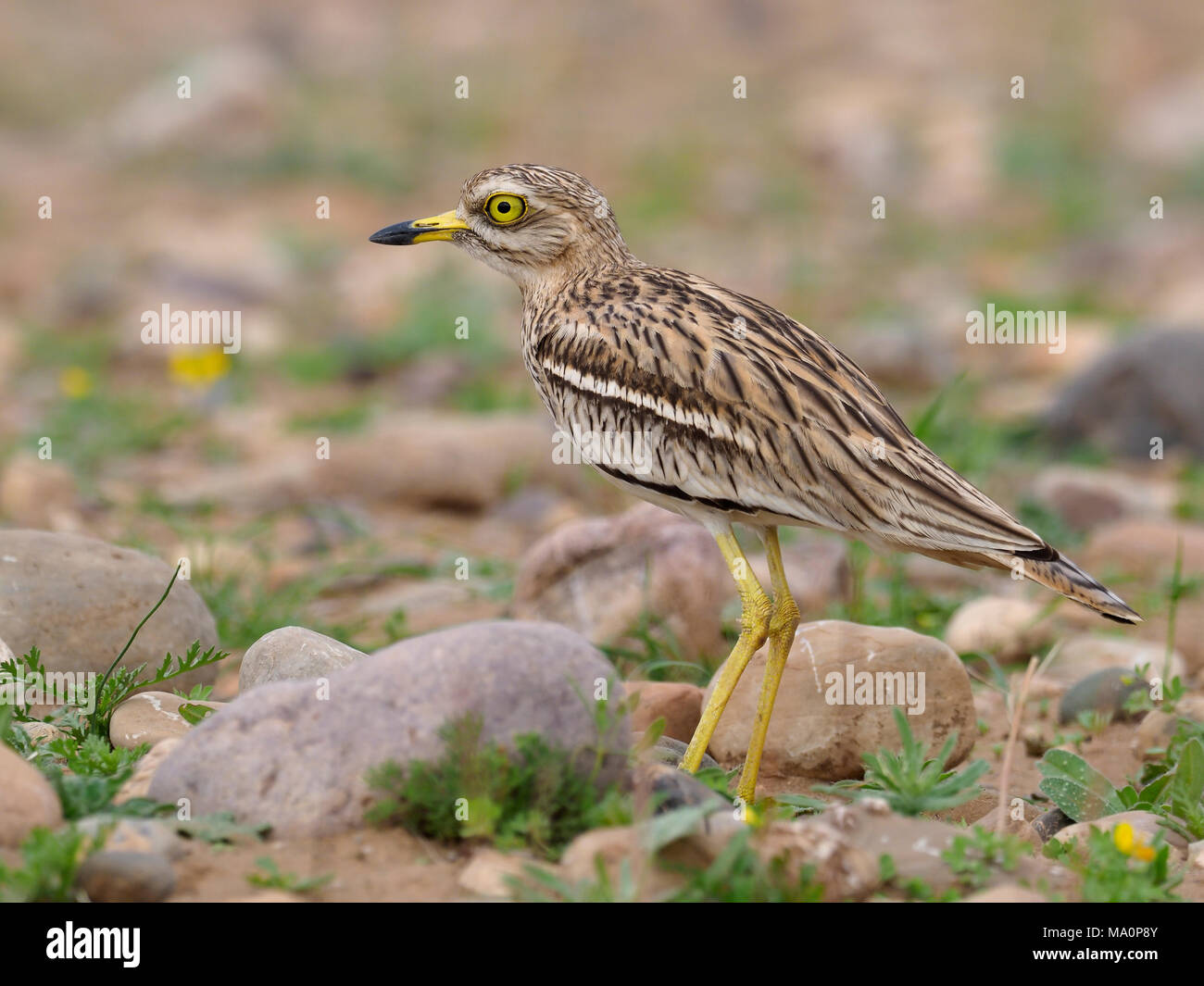 Oedicnème criard, Burhinus bistriatus, seul oiseau, Maroc, Mars 2018 Banque D'Images