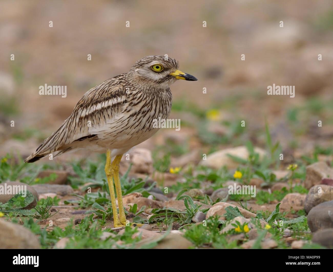 Oedicnème criard, Burhinus bistriatus, seul oiseau, Maroc, Mars 2018 Banque D'Images
