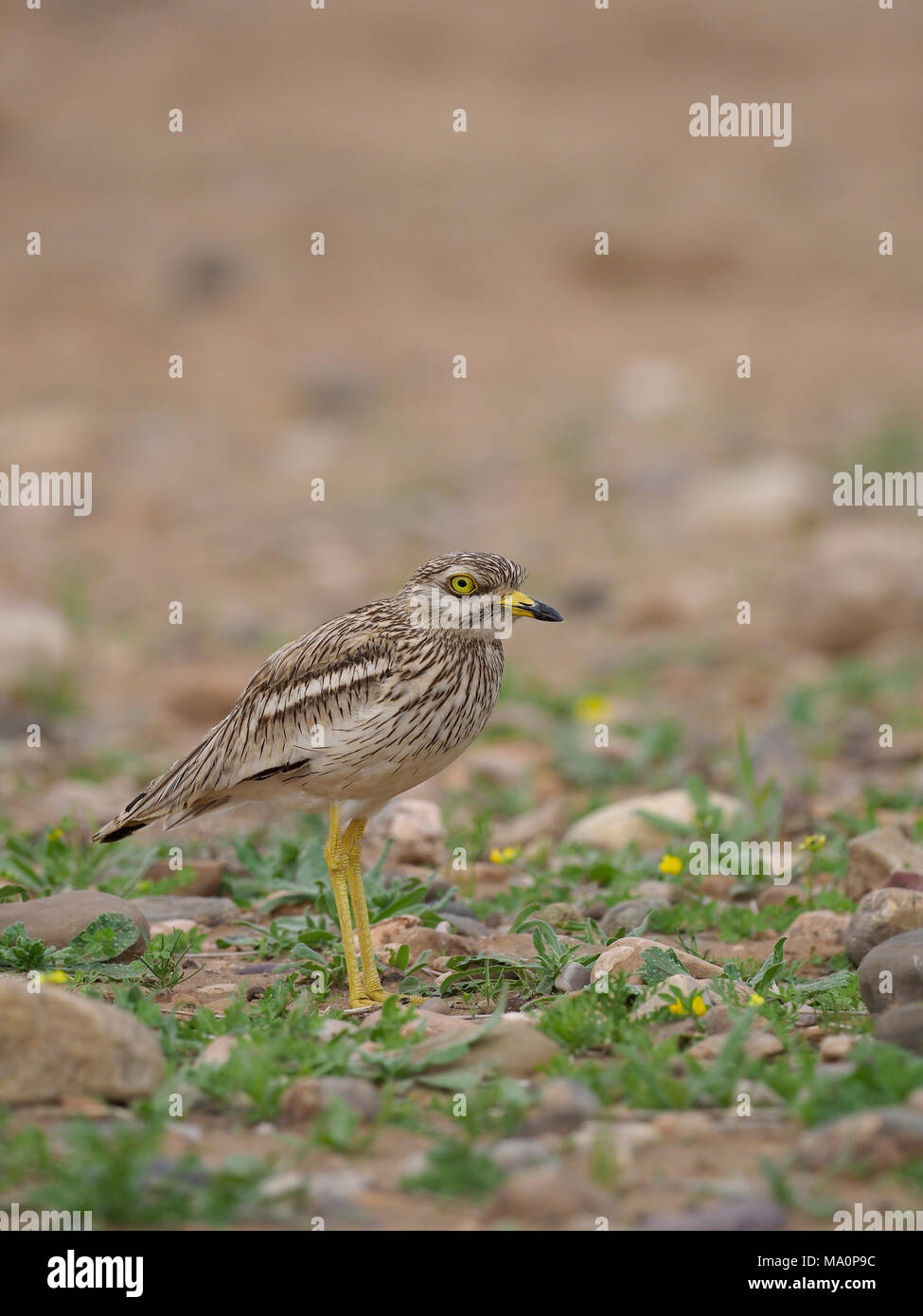 Oedicnème criard, Burhinus bistriatus, seul oiseau, Maroc, Mars 2018 Banque D'Images