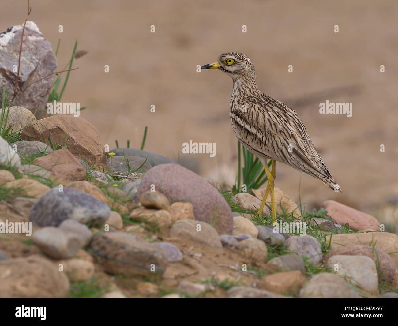 Oedicnème criard, Burhinus bistriatus, seul oiseau, Maroc, Mars 2018 Banque D'Images
