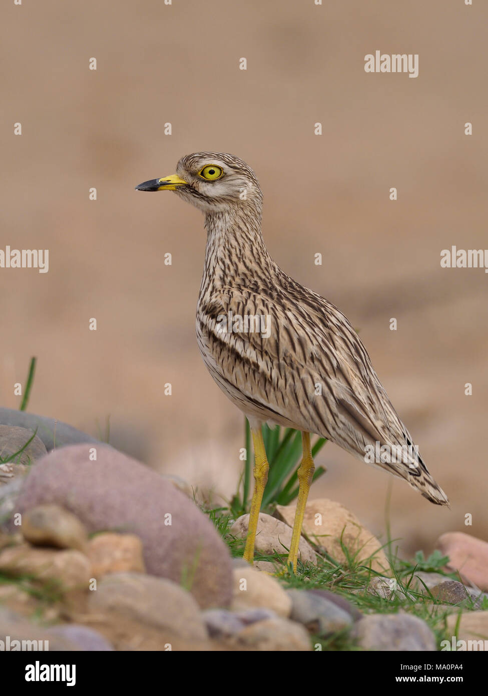 Oedicnème criard, Burhinus bistriatus, seul oiseau, Maroc, Mars 2018 Banque D'Images