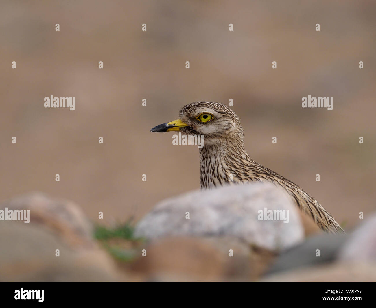 Oedicnème criard, Burhinus bistriatus, seul oiseau, Maroc, Mars 2018 Banque D'Images
