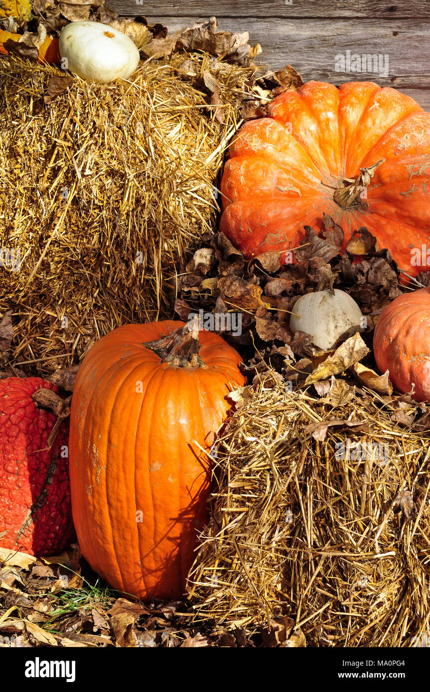 Pumpkins affiche des balles de foin à temps pendant la récolte de citrouilles et de décorations d'Halloween à la ferme locale Banque D'Images