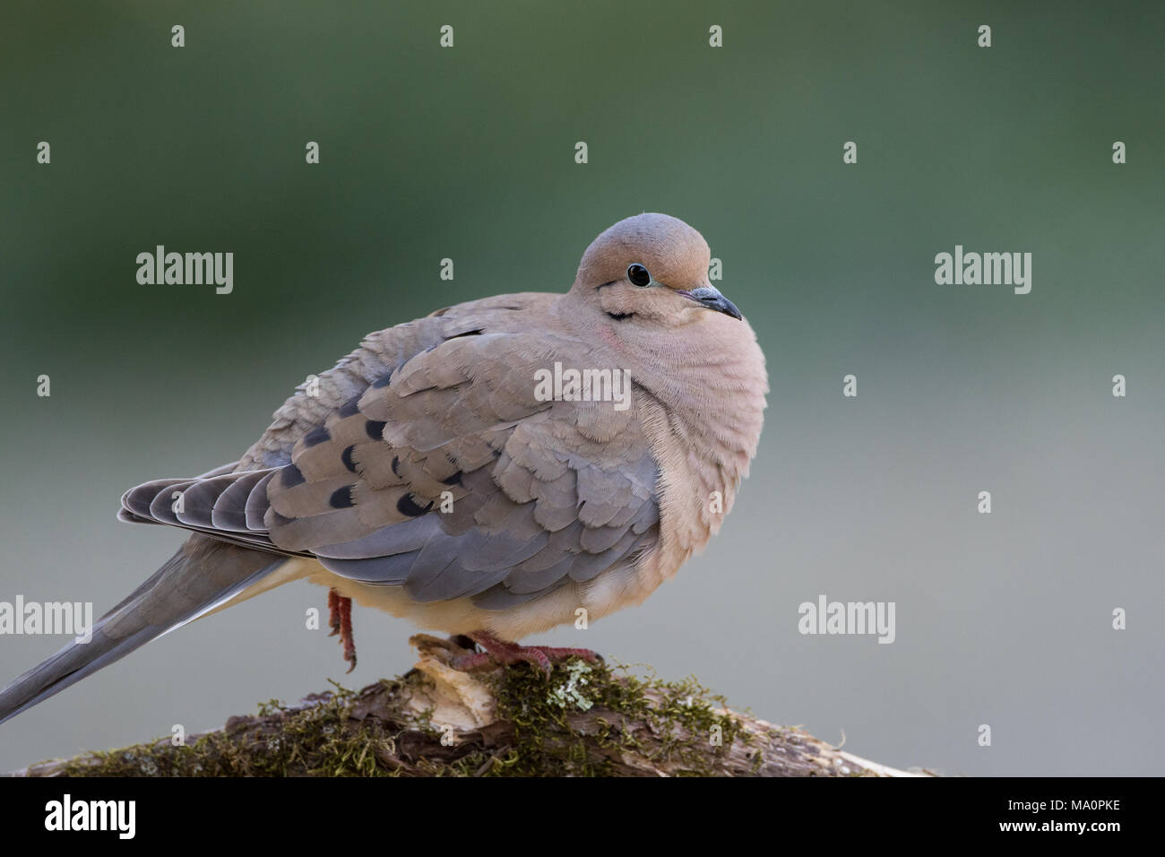 Portrait d'une tourterelle triste. Banque D'Images