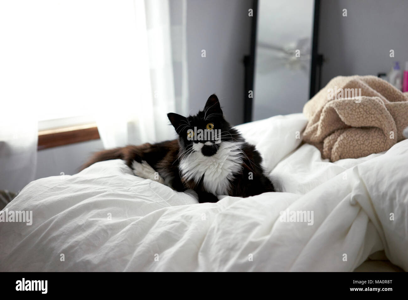 Chat noir et blanc sur le lit avec drap blanc et de la lumi re en