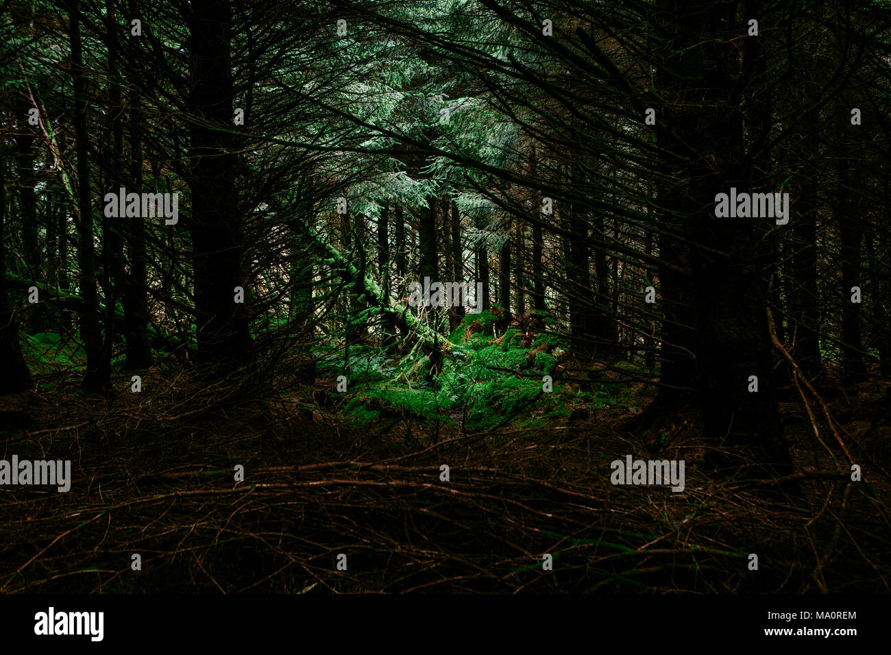 La lumière du soleil qui brillait à travers pins dans une forêt irlandaise Banque D'Images