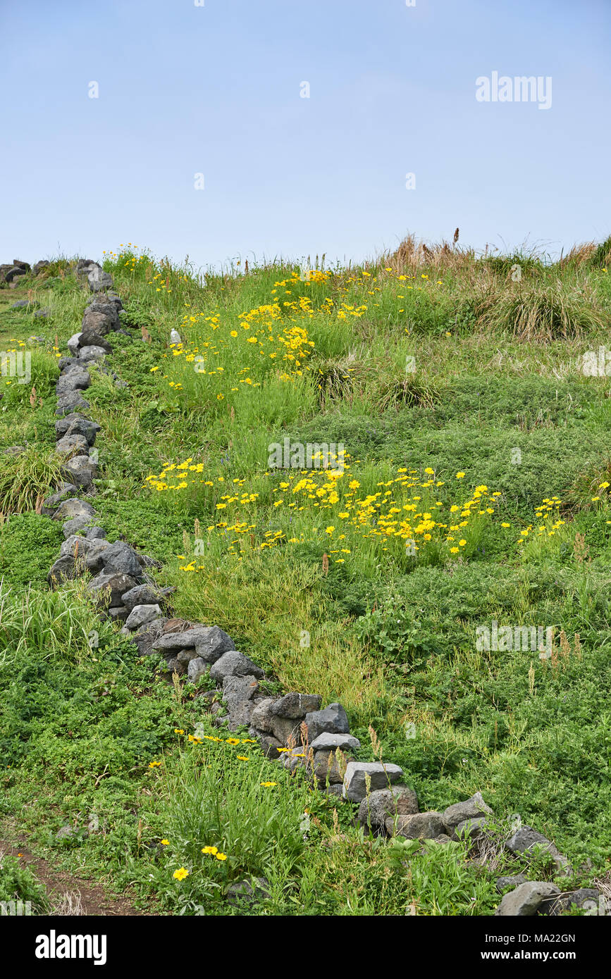 Golden-Wave(Coreopsis drummondii) fleurs avec mur en pierre de basalte de l'île de Jeju. Banque D'Images
