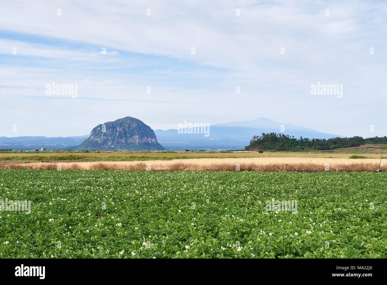 Décor d'exploitation de pommes de terre champ avec Mt. Sanbangsan et Mt. Hallasan dans Daejeong-eup, l'île de Jéju, en Corée. Banque D'Images