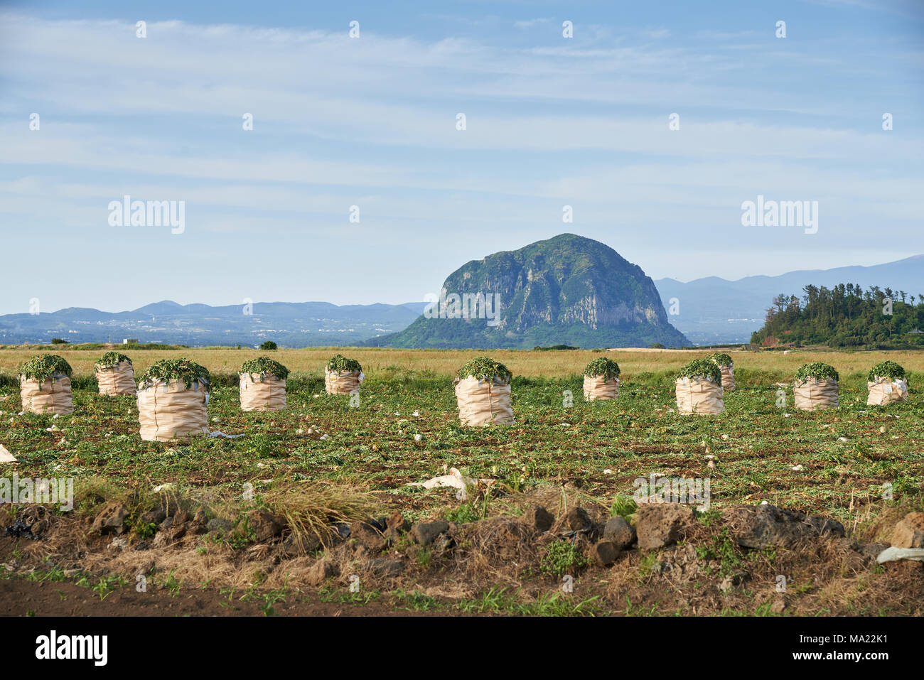 Paysage de champs agricoles daikon avec Mt. Sanbangsan et Mt. Hallasan dans Daejeong-eup, l'île de Jéju, en Corée. Banque D'Images