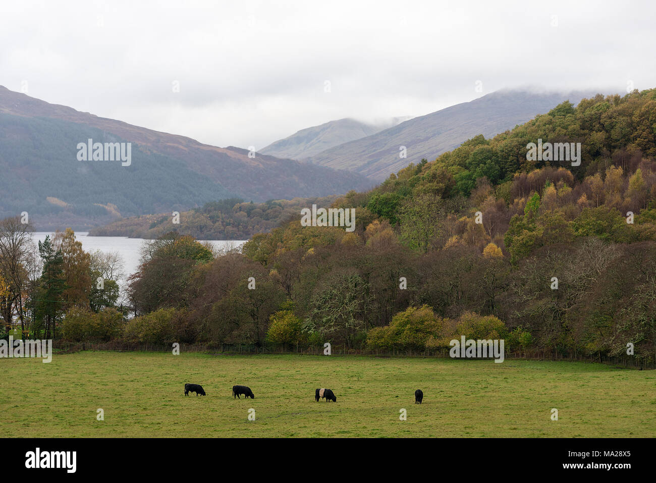 Quatre bovins noirs dans le champ d'herbe au premier plan d'un paysage d'automne scène d'arbres, un lac et les collines du Parc National de Loch Lomond dans Banque D'Images