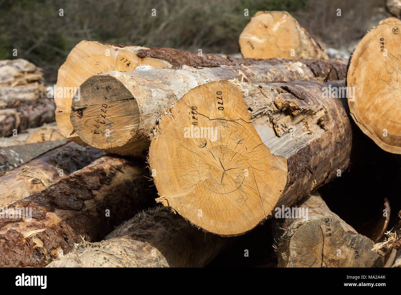 Sciages de pin Long de différentes tailles se trouve sur un terrain. Banque D'Images