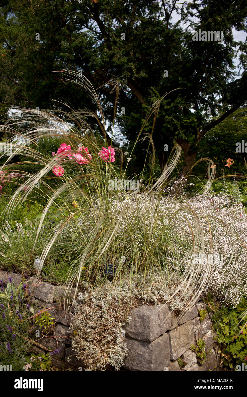 Gypsophila avec herbes rose Banque D'Images