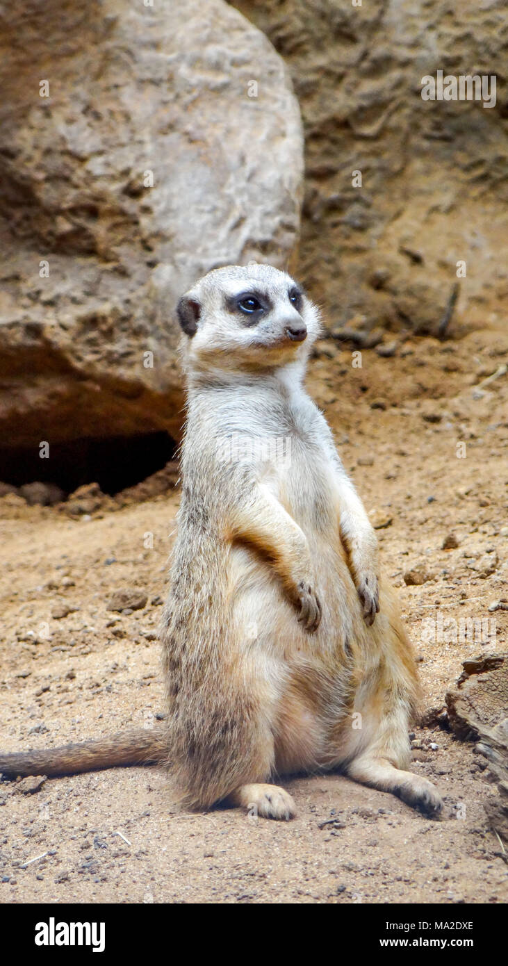 Suricate Drole Banque D Image Et Photos Alamy