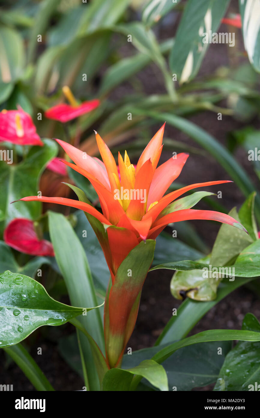 Orchidastrum Chlorophytum vert 'Orange' . Floraison à l'intérieur de l'araignée à glasshouse RHS Wisley Gardens, Surrey, UK Banque D'Images
