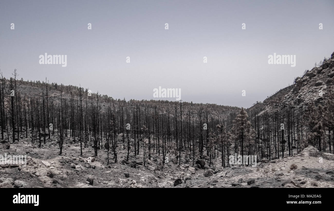 Forêt brûlée, arbres brûlés, noir et blanc, Tenerife, Espagne Banque D'Images