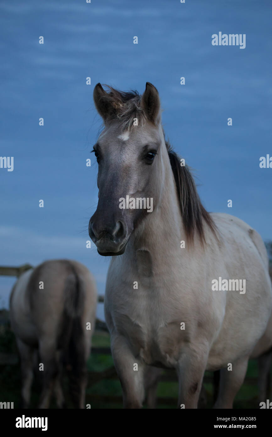 Chevaux Konik gris sombre sur le ciel bleu Banque D'Images
