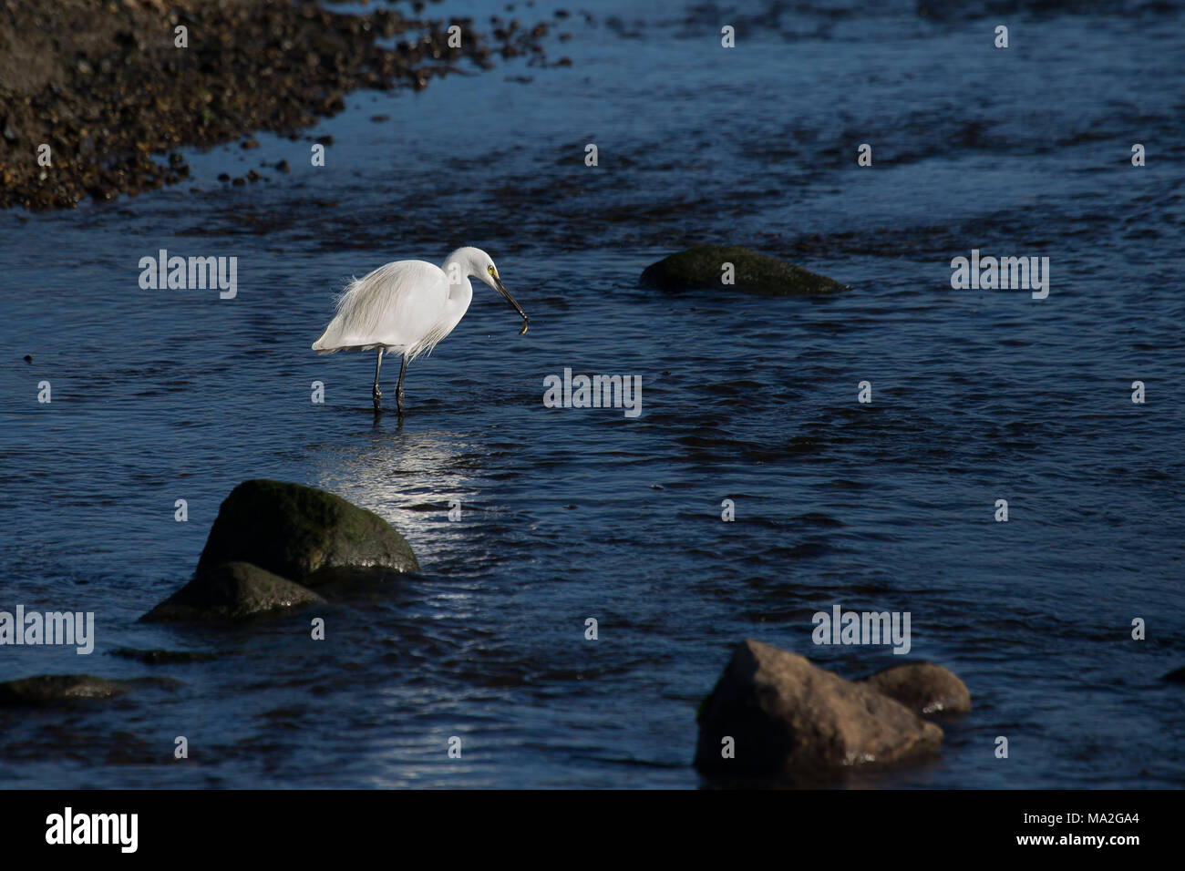 L'Aigrette garzette pêche dans un estuaire à marée Banque D'Images