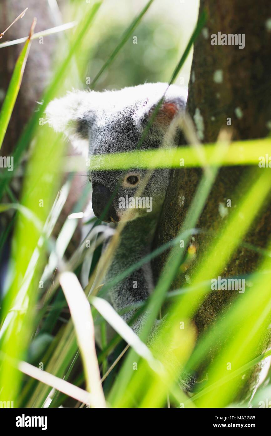 Un koala dans un arbre derrière l'herbe Banque D'Images