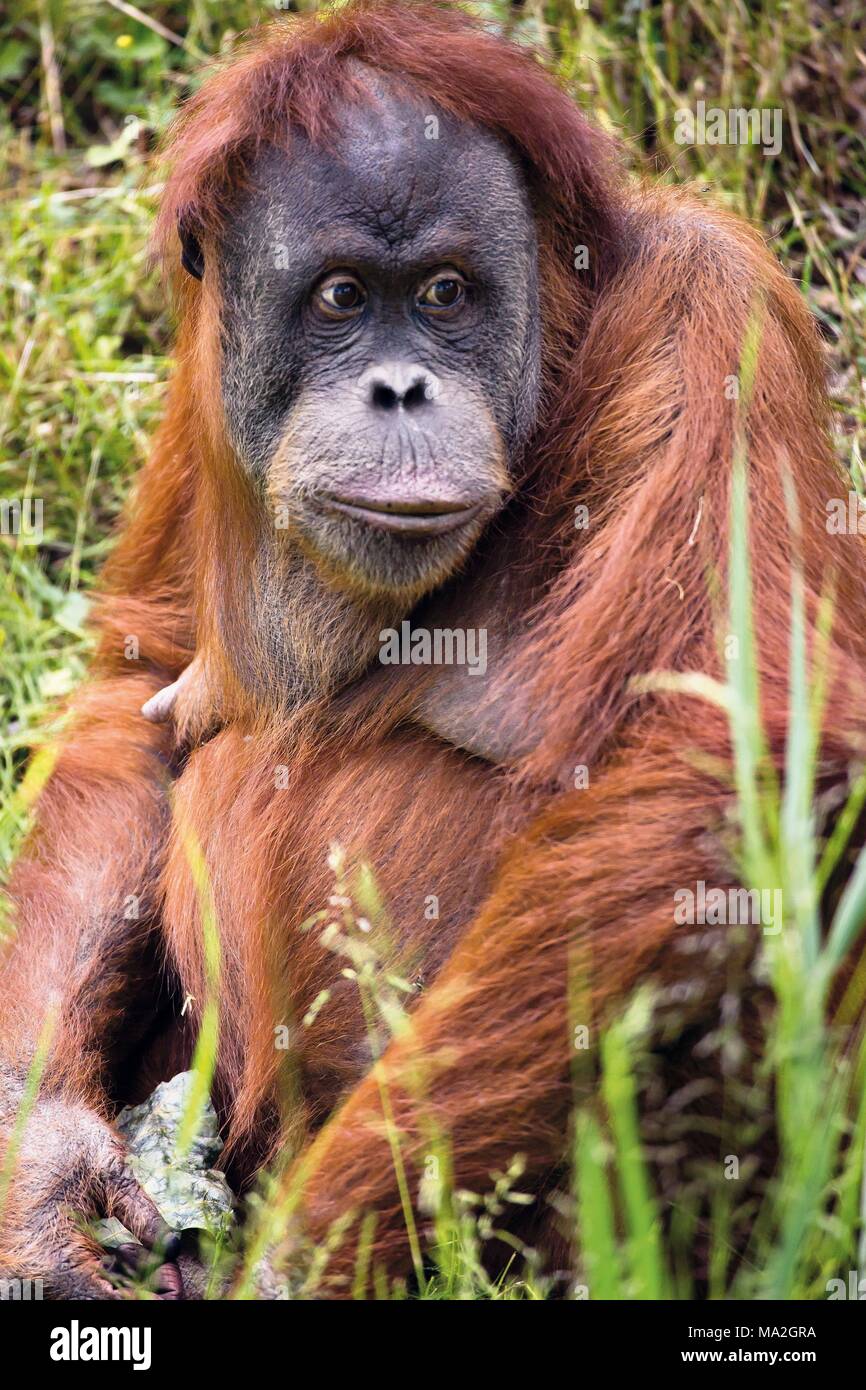Le zoo de Leipzig : un orang-outan assis Banque D'Images