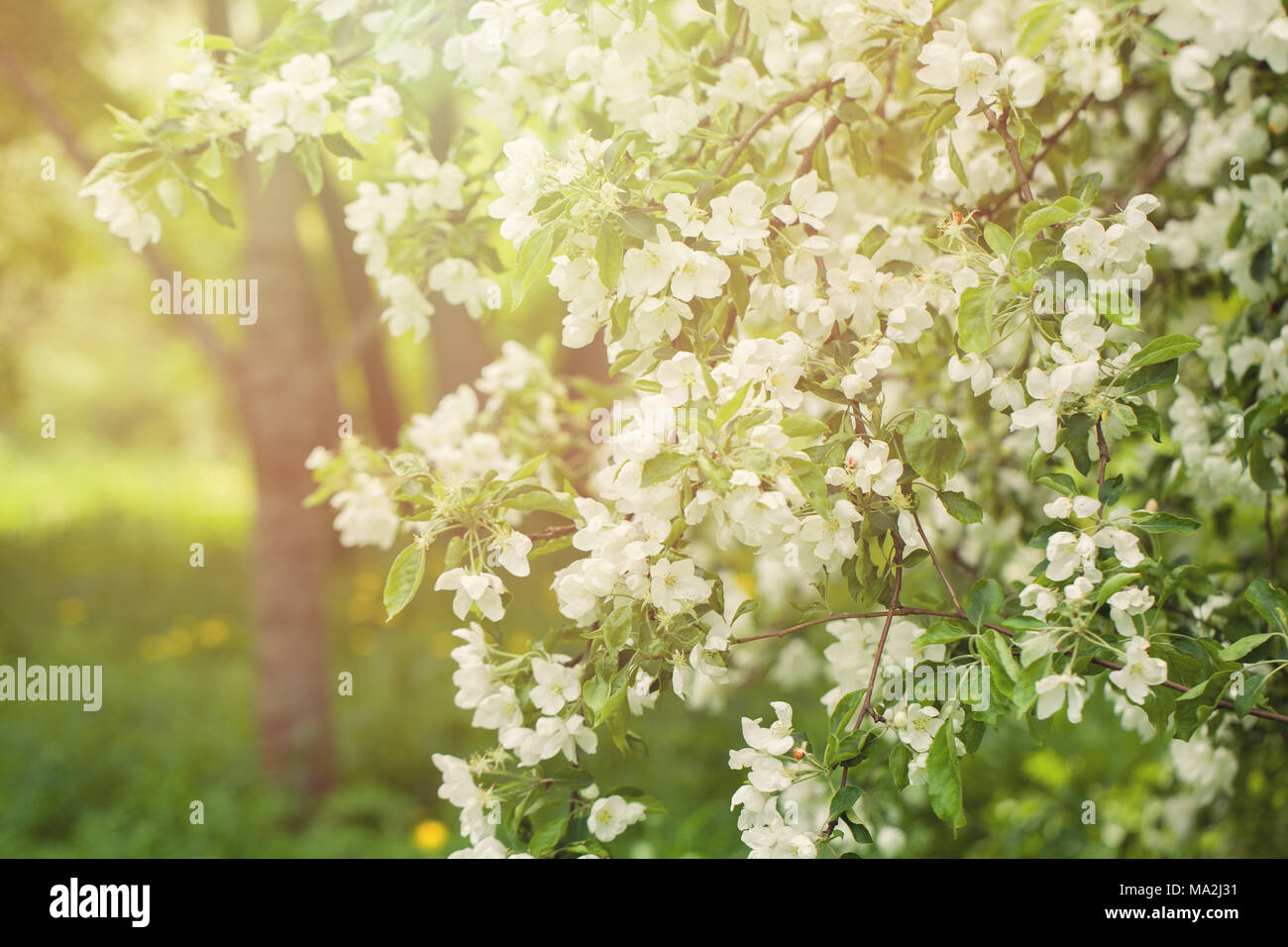 Fleurs de Printemps Jardin Contexte, Blossom Apple Tree, feuilles vertes, de belles fleurs et Lumière Bokeh Abstract Banque D'Images