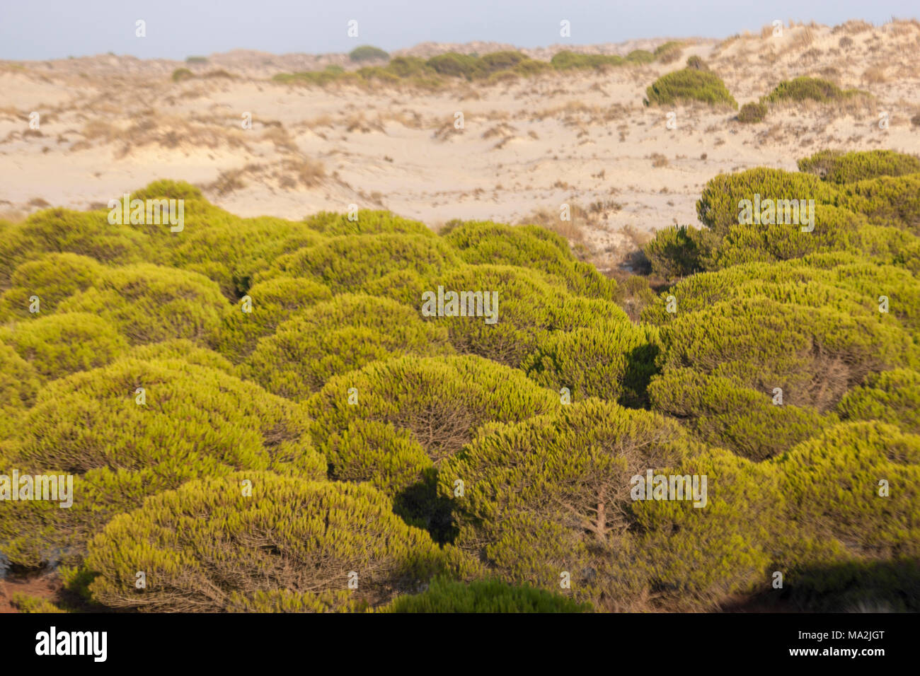 Planter dans les dunes dans le Parc National de Doñana, la plage de Matalascañas, Almonte, Province de Huelva, Andalousie, espagne. Banque D'Images