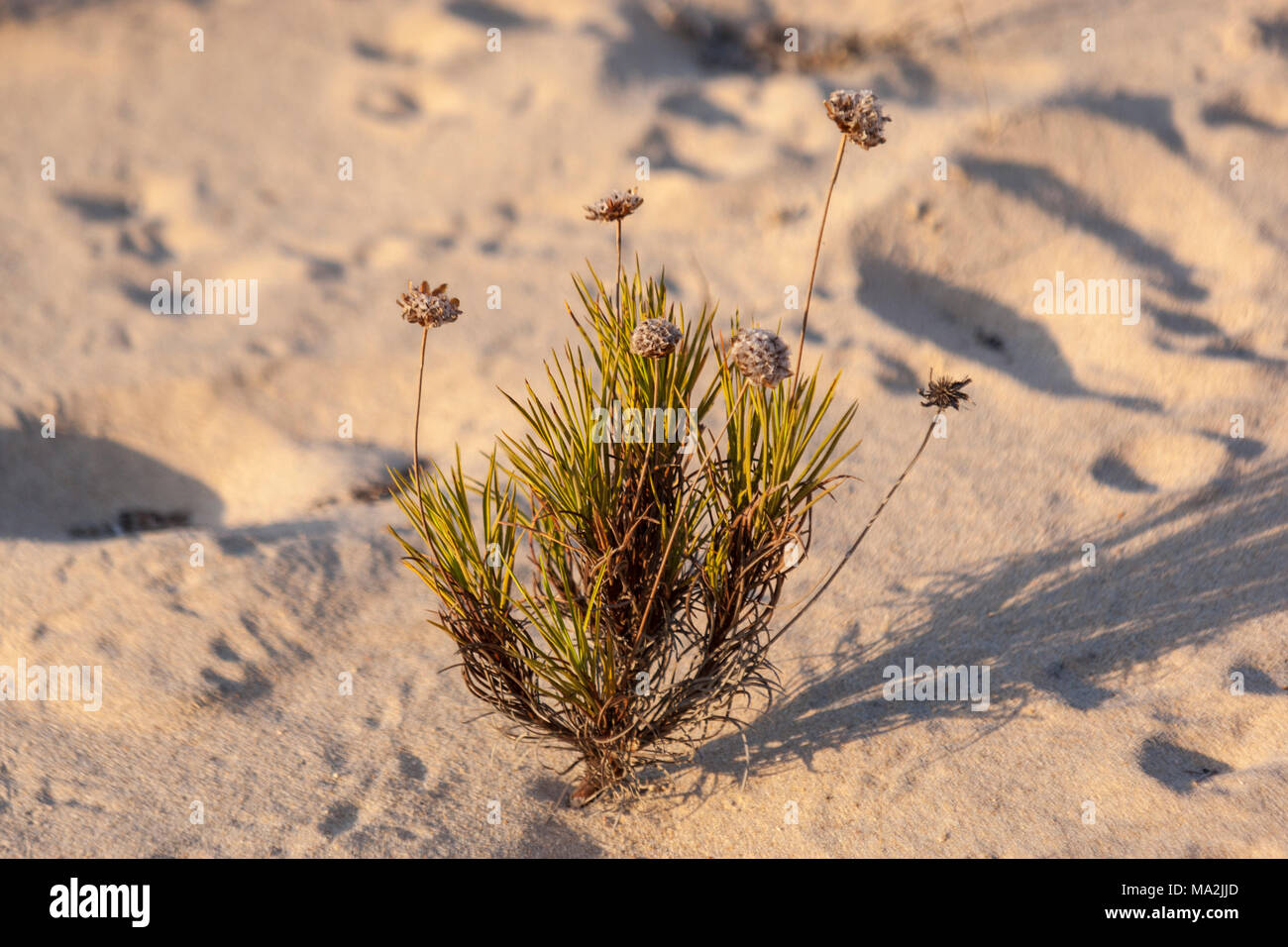 Planter dans les dunes dans le Parc National de Doñana, la plage de Matalascañas, Almonte, Province de Huelva, Andalousie, espagne. Banque D'Images