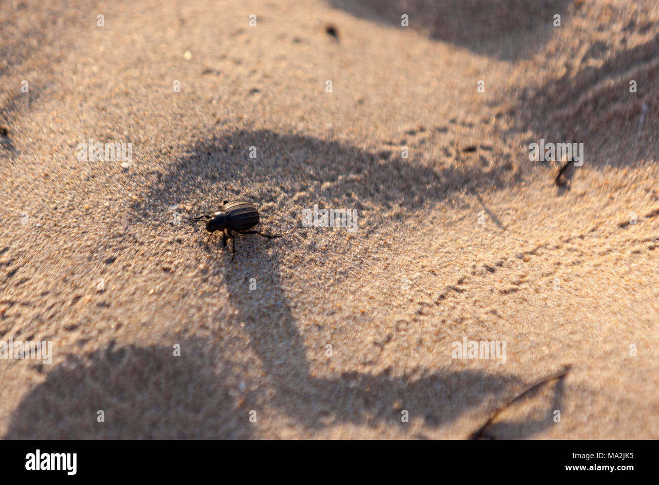 Sand dunes dans un scarabée dans le Parc National de Doñana, Matalascañas, Almonte, Province de Huelva, Andalousie, espagne. Banque D'Images