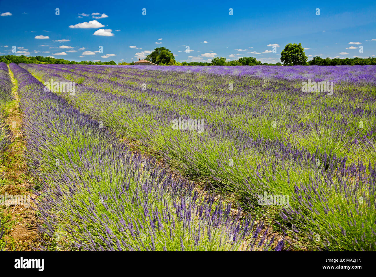 Rows of lavender profitez du soleil de l'été dans la région Aquitaine, dans le sud-ouest de la France. Banque D'Images