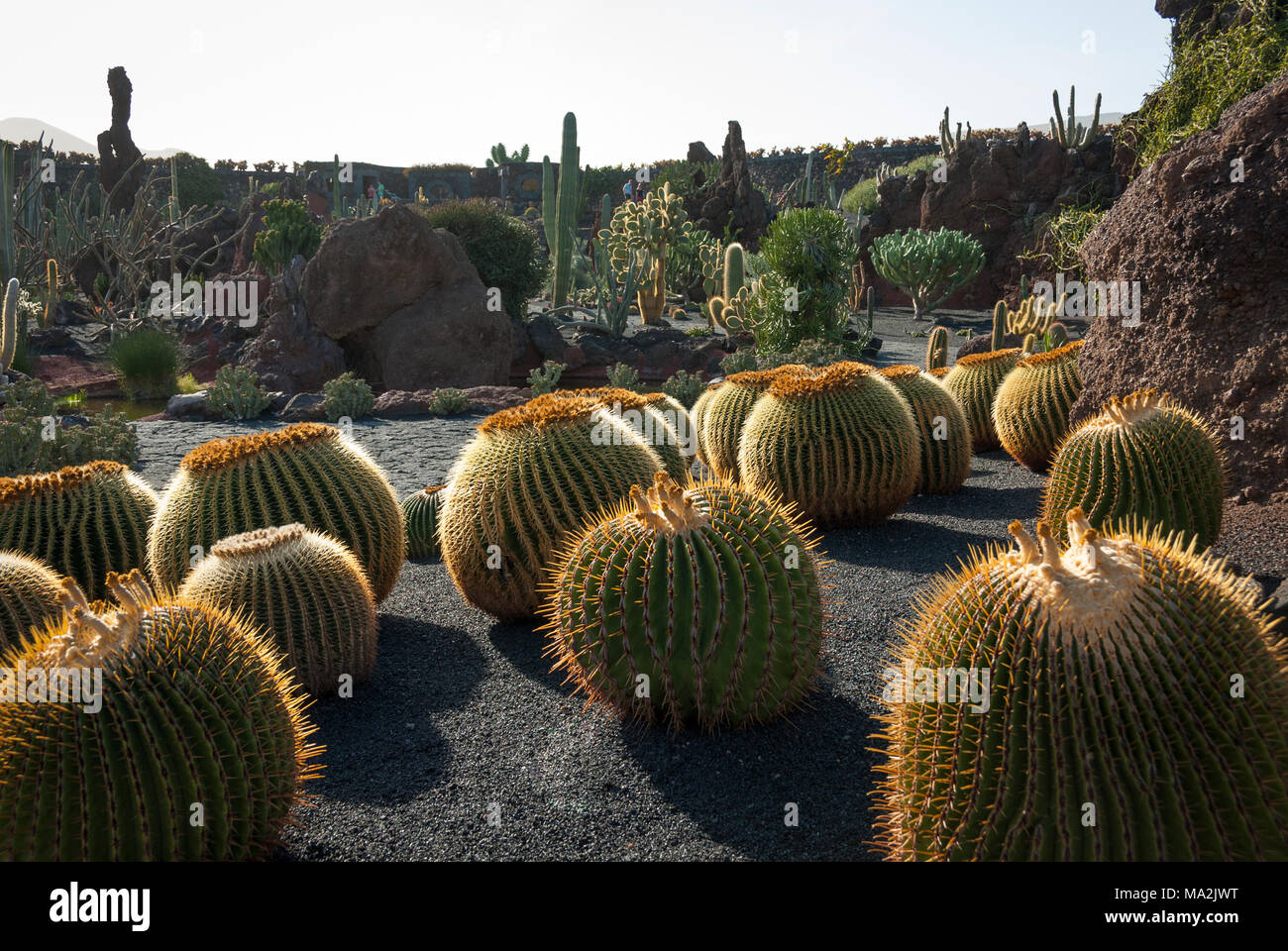 Jardin de cactus conçue par César Manrique à Lanzarote Banque D'Images