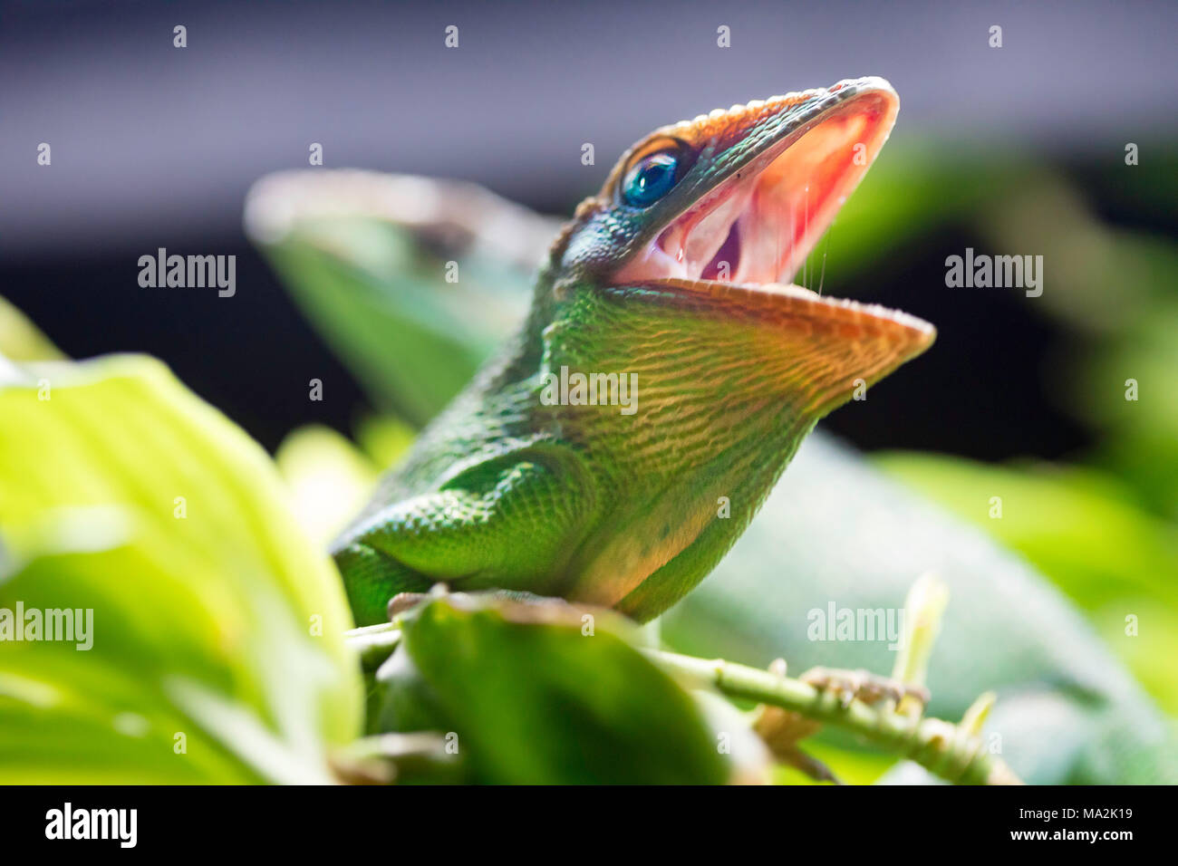 L'anole Chevalier, Anolis equestris, est une espèce de lézards de la famille Polychrotidae, et la plus grande espèce d'anole. Autres noms communs : C Banque D'Images