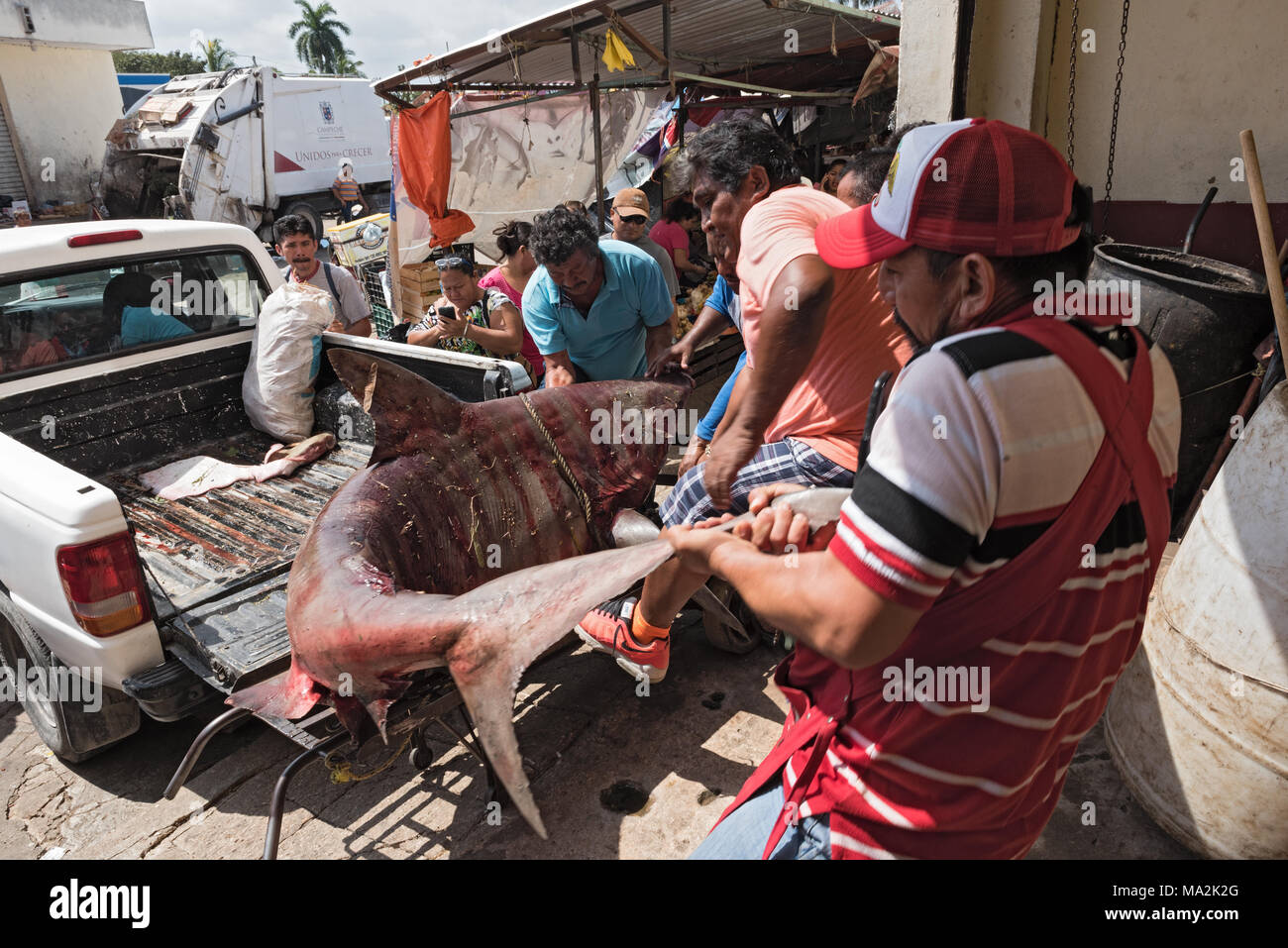 La livraison d'un requin au rayon Poissons du Mercado Principal dans San Francisco de Campeche, Mexique Banque D'Images