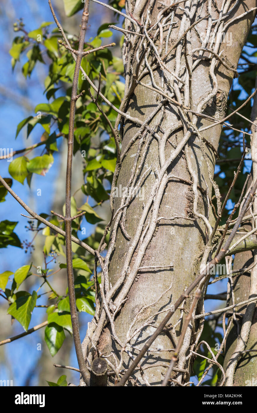 Les racines de lierre grimpant sur le tronc d'un arbre en hiver au Royaume-Uni. Banque D'Images