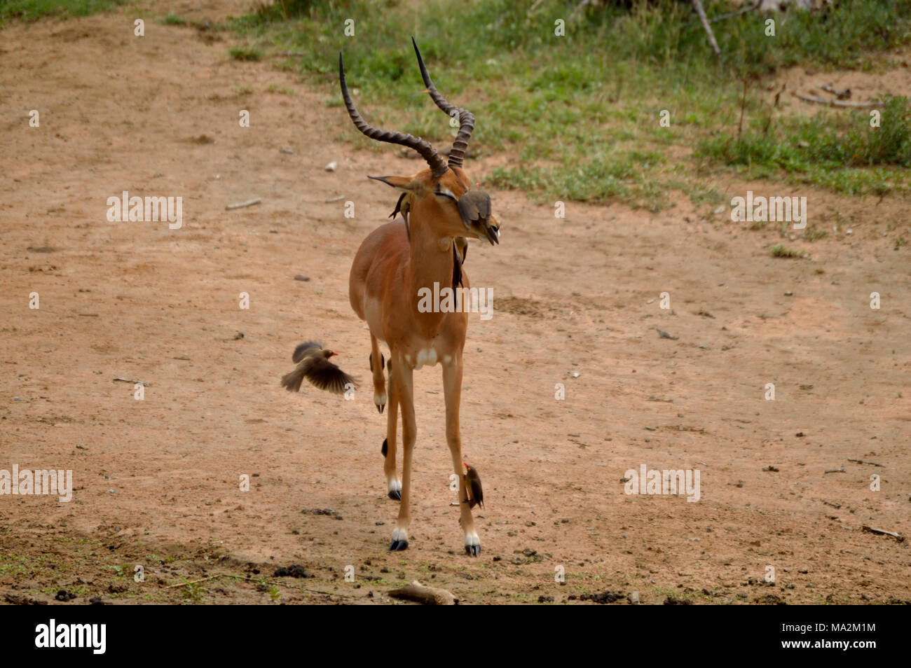 On pistonne Impala par Redbilled Oxpeckers[2] Banque D'Images