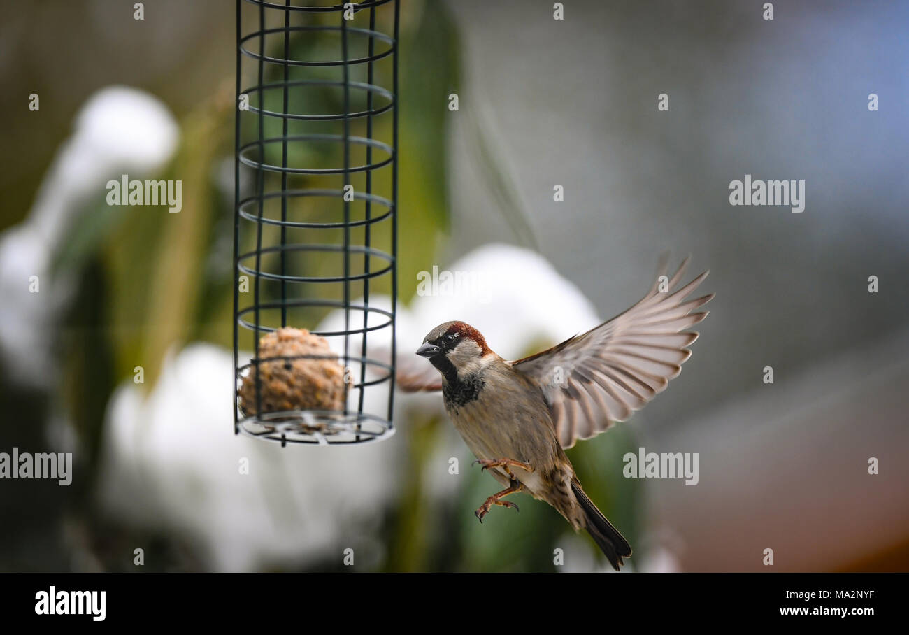 Un Moineau Oiseau En Vol Stationnaire Le Long Dun Jardin