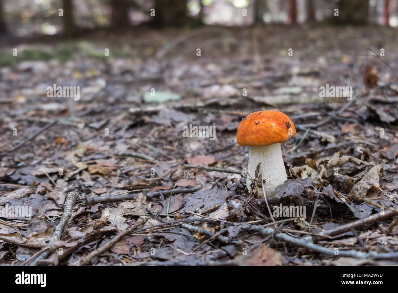 Seul champignon comestible Boletus croissant dans sunny forest lawn parmi feuillage sec et les petites branches d'arbre. Focus sélectif. Banque D'Images