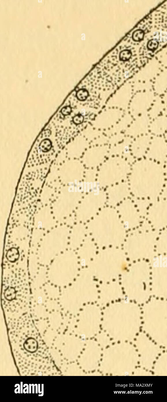 . L'embryologie de l'abeille Banque D'Images