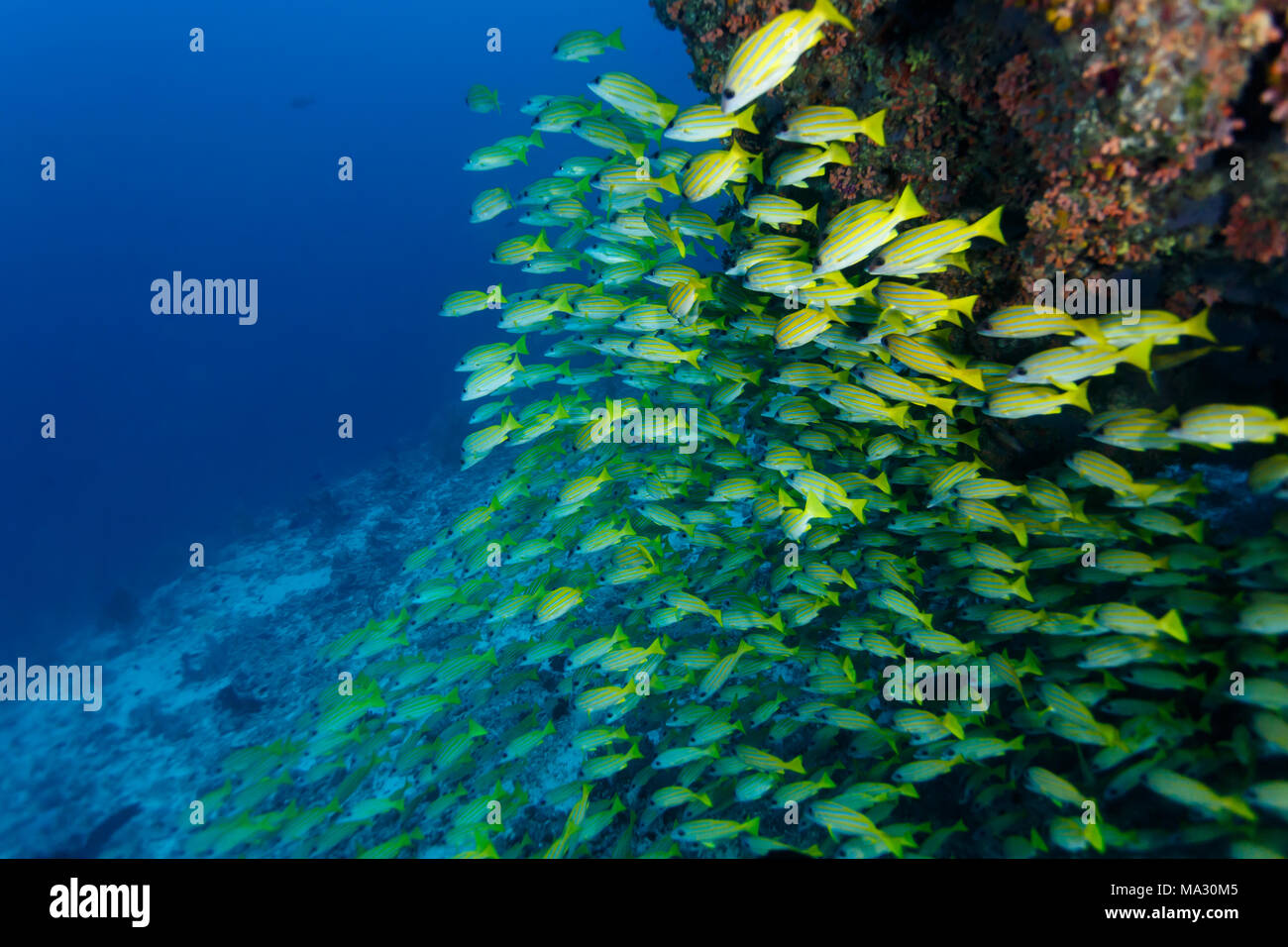 Poisson rayé jaune Banque de photographies et d’images à haute — free download