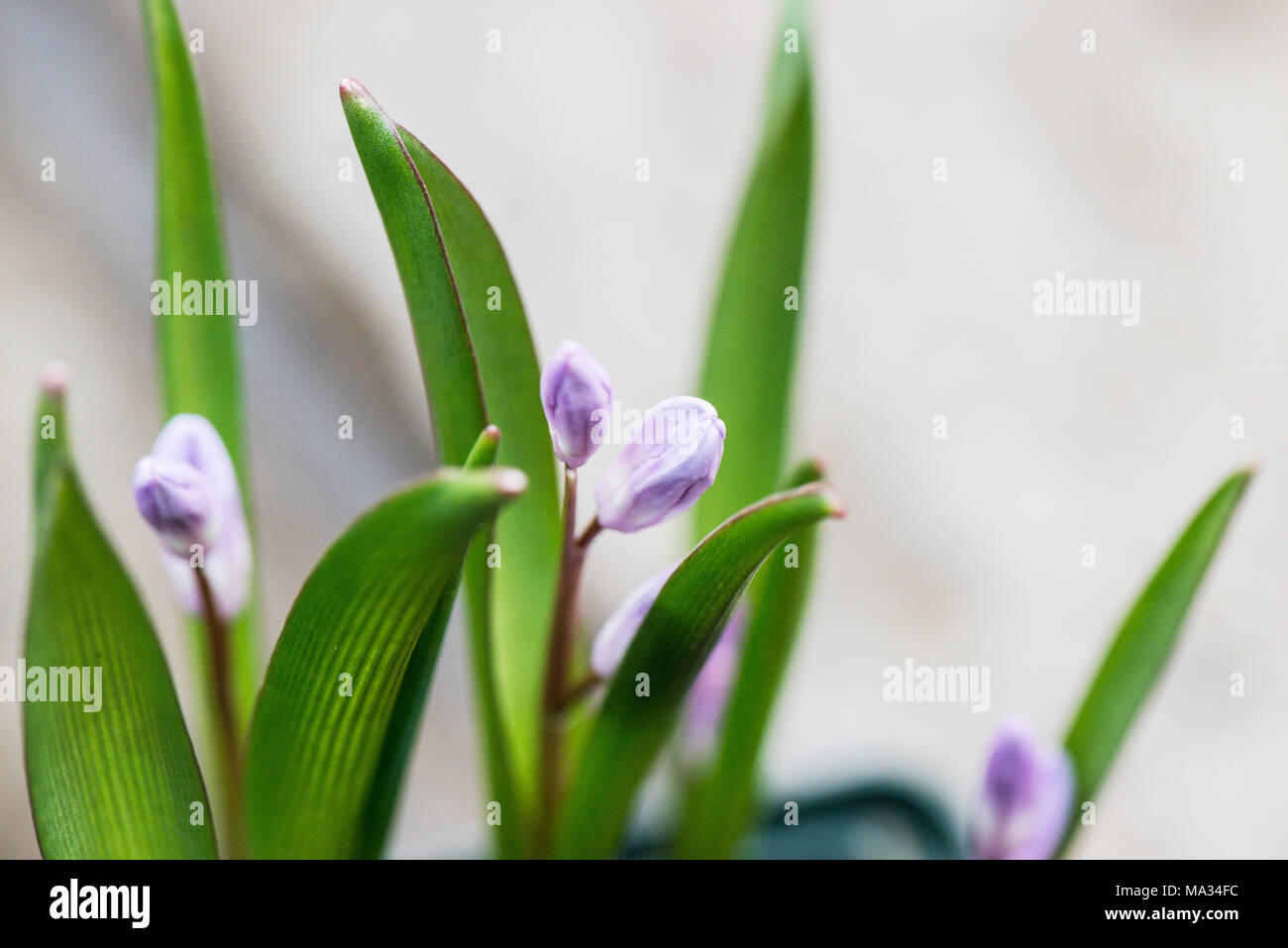 Les boutons de chionodoxa 'pink giant' Banque D'Images