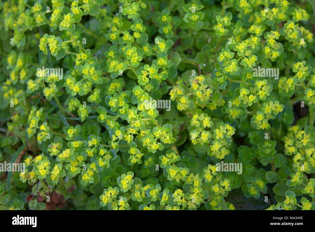 À feuilles opposées Chrysosplenium oppositifolium saxifrage dorée un tapis de plancher bois. Banque D'Images