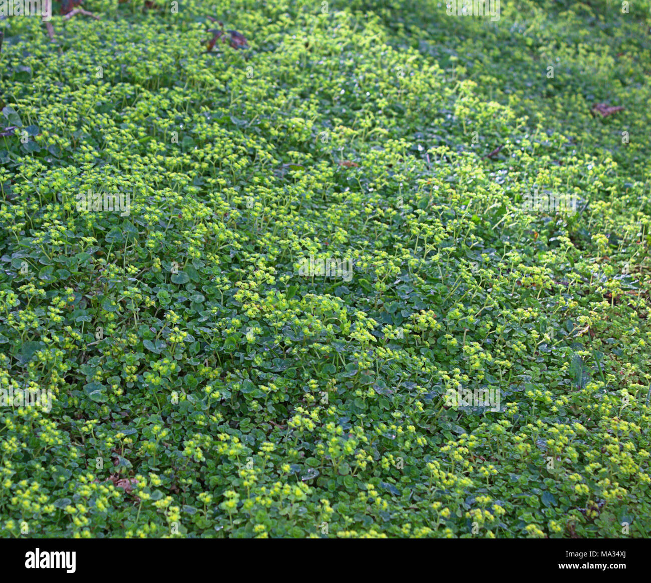 À feuilles opposées Chrysosplenium oppositifolium saxifrage dorée un tapis de plancher bois. Banque D'Images