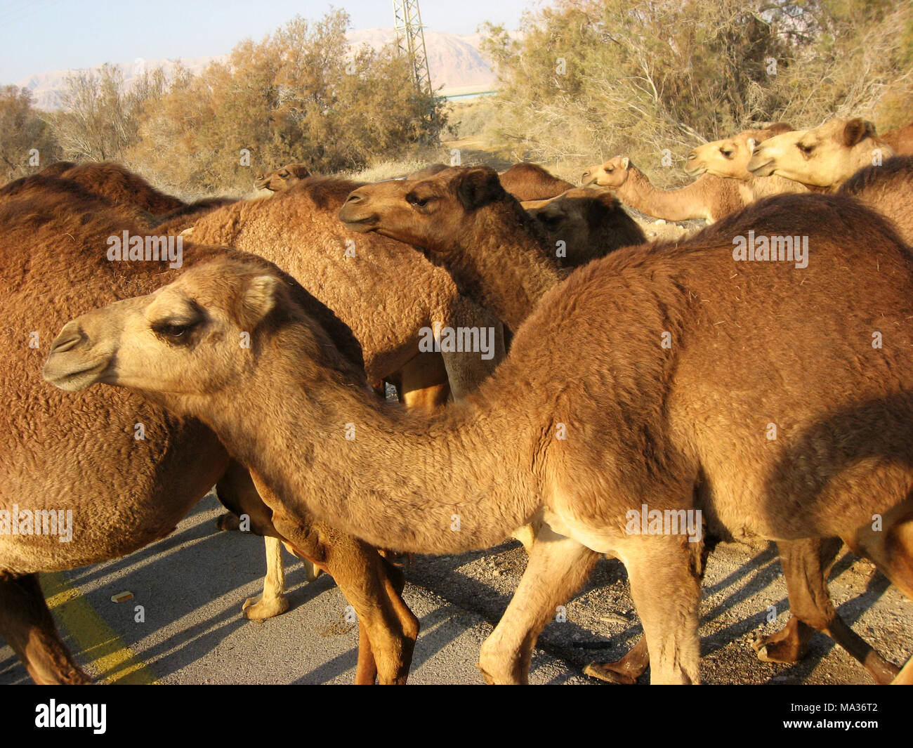 Troupeau de chameaux dans le désert de Judée Banque D'Images