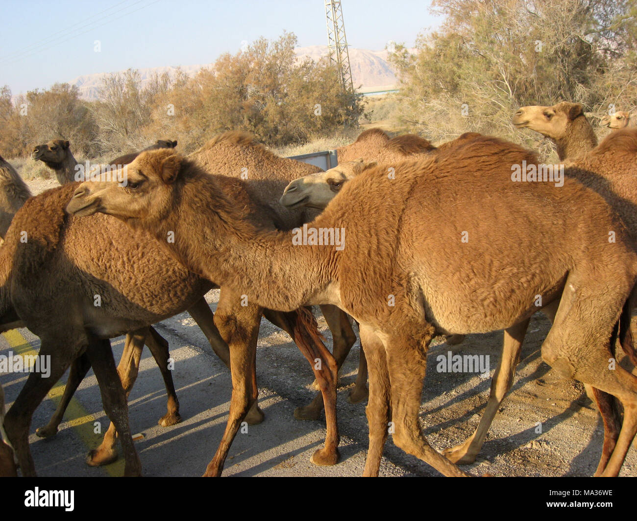 Troupeau de chameaux dans le désert de Judée en Israël Banque D'Images
