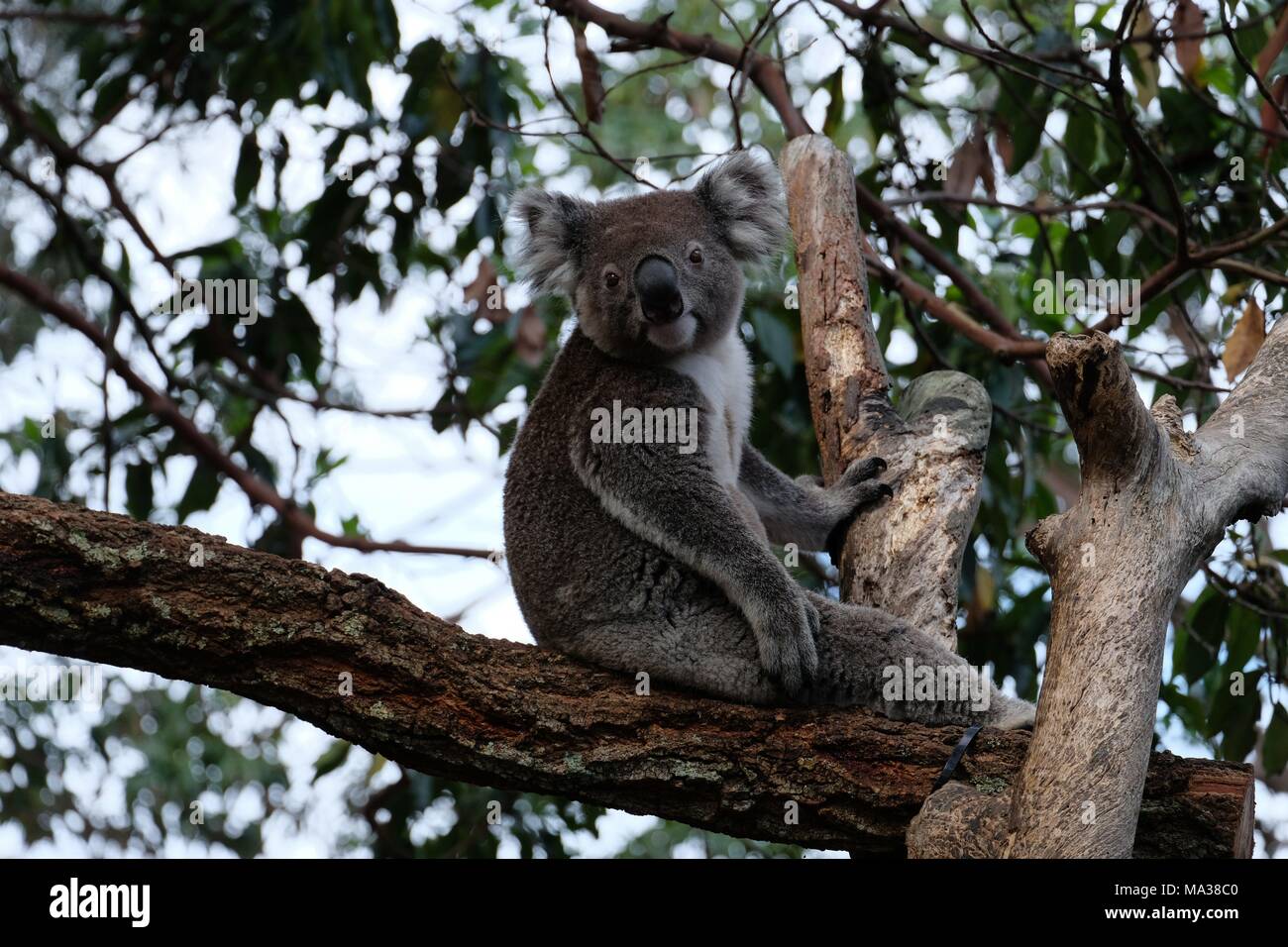 Koala au Zoo de Taronga à Sydney - Zoo de Taronga Zoo est la ville de Sydney, New South Wales, Australie, et est situé sur les rives du port de Sydney dans le faubourg de Mosman. Il a été officiellement ouvert le 7 octobre 1916 | dans le monde entier Banque D'Images