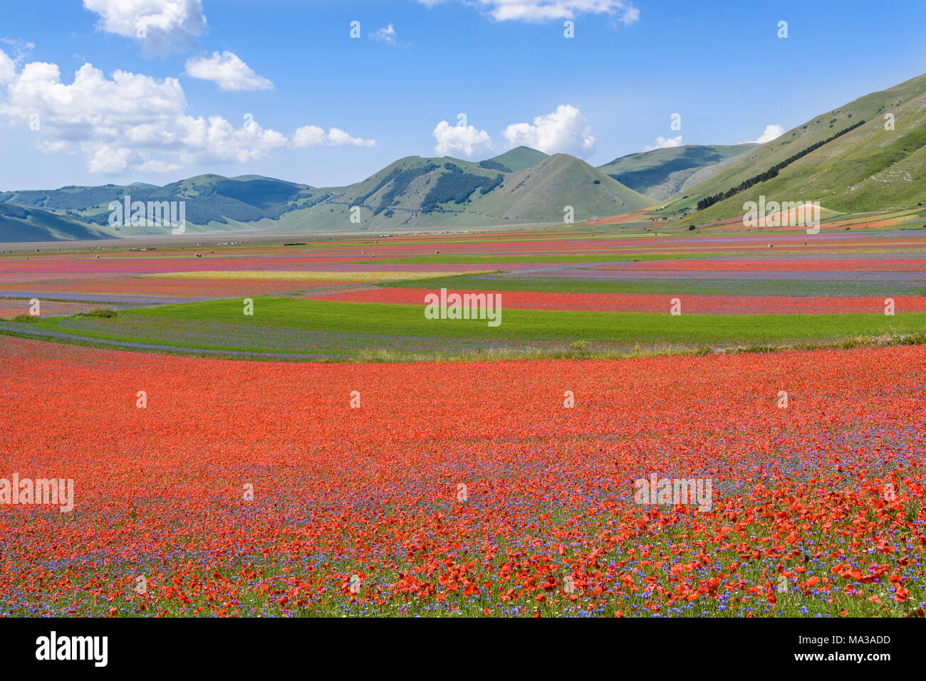 Les champs en fleurs dans les montagnes Sibilini à Castelluccio di Norcia, Ombrie, Italie. Banque D'Images