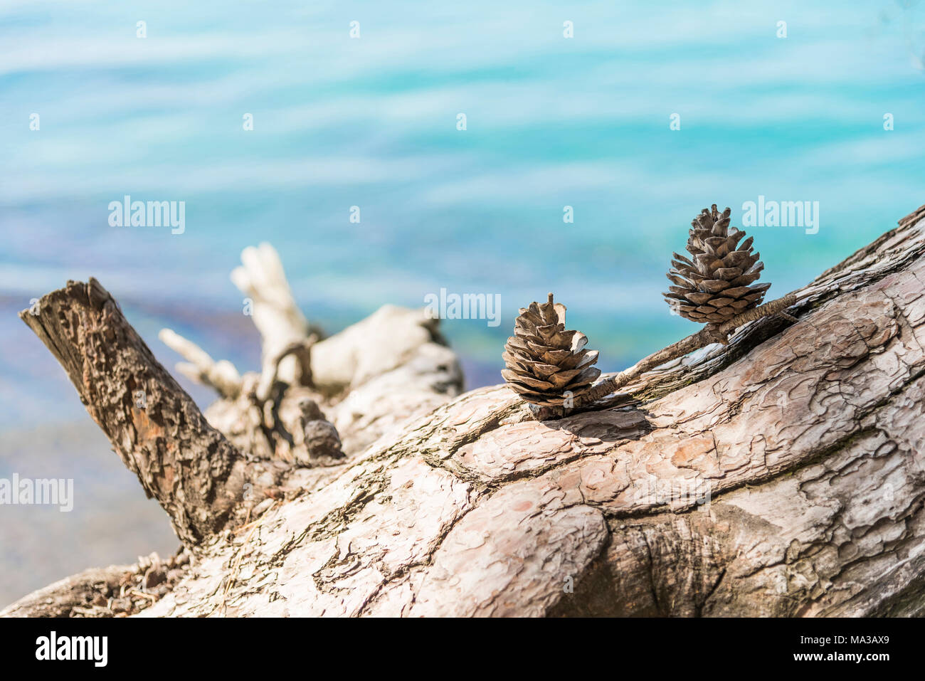 Un cône séché sur un arbre séché sur un arrière-plan flou Banque D'Images