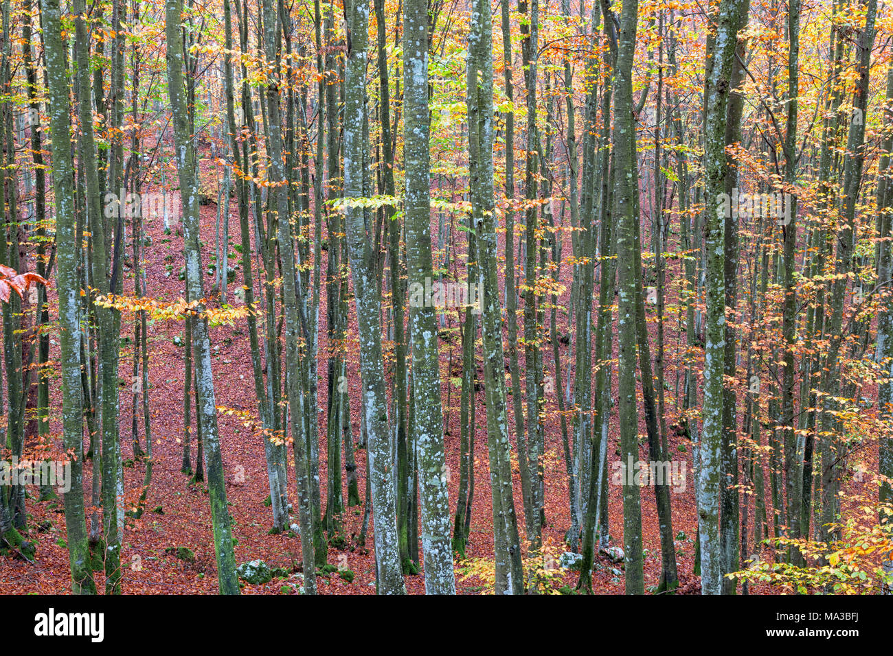 Forêt de Cansiglio, Malcontenta, Trévise, Vénétie, Italie. Banque D'Images