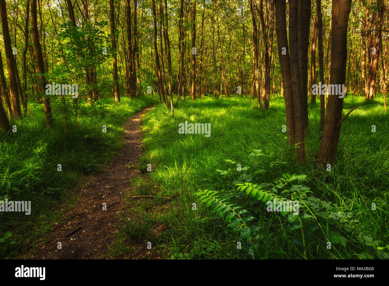 Chemin dans les bois de la province de Côme, Lombardie, Italie, Europe Banque D'Images