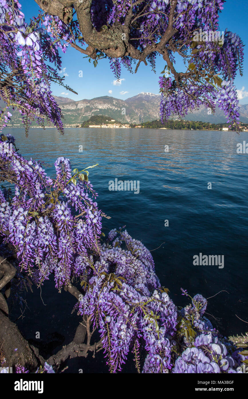 La Lombardie, Italie, lac de Côme, fleurs de glycine en face de Bellagio, village provence de Como Banque D'Images
